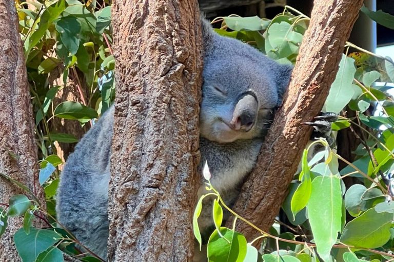 Koala die ligt te slapen Koala die ligt te slapen in een boom